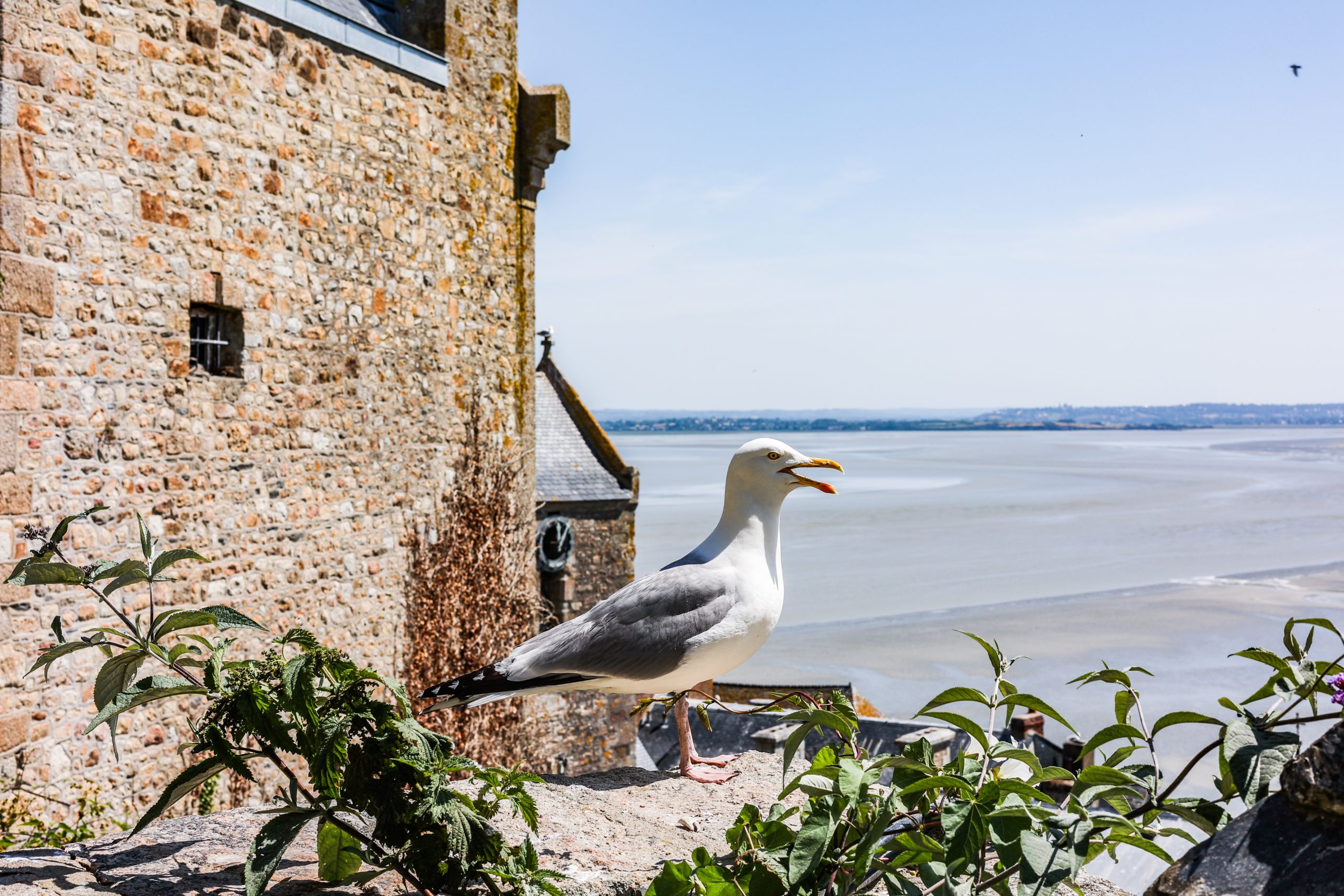 La Mere Poulard ElodieOliveiraPhotographe 420 scaled